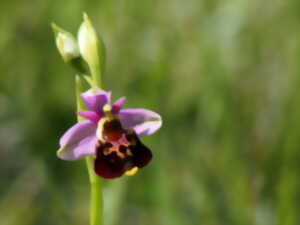photo Découverte de la flore du Verniller