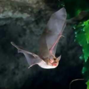 photo La Nuit Internationale de la chauve-souris