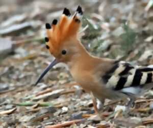 photo BALADES NATURALISTES DU MARDI