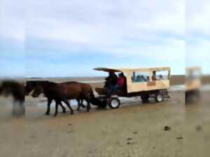 photo Escapade en calèche