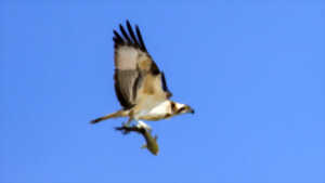 photo Balade nature : Symphonie des oiseaux