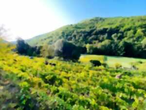 photo FESTIVAL DE LA RANDONNÉE : PATRIMOINE ET RENOUVEAU DE LA VITICULTURE EN VALLÉE FRANÇAISE