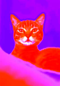 photo Appelons une chatte, une chatte