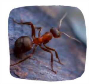 photo Le monde des animaux