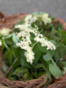 photo Fête du Sureau