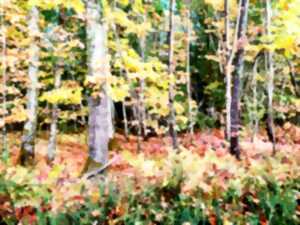 photo Milpas Sorgeais