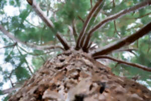 photo Yoga dans le parc Schweitzer