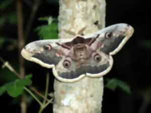 photo Sortie nature : A la découverte des papillons de nuit
