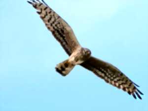 photo Sortie nature : Journée de la prospection Busards