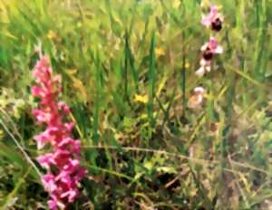photo Sortie Nature : Orchidées et autres superbes des pelouses calcaires