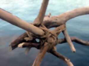 photo Exposition Ciel, Ruisseau, Racines