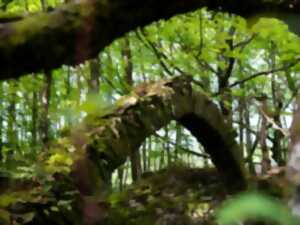 photo ESCAPADES EN MONTAGNE NOIRE - PRADELLES-CABARDÈS N°5