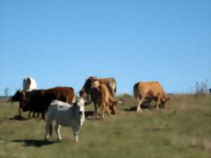 photo TRANSHUMANCE EN PAYS DE SAULT