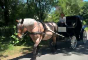 photo Gargantua en calèche