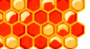 photo Voyage au cœur de la ruche