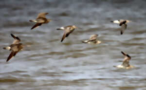 photo Observation des oiseaux sauvages au Platier d'Oye