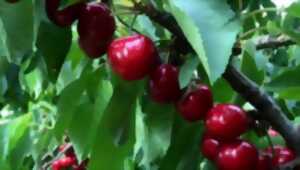 photo Fête de la cerise et du sureau