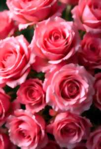 photo Une rose - un espoir