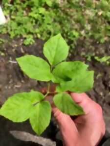 photo Initiation à la cueillette de plantes sauvages comestibles et dégustation des productions du verger