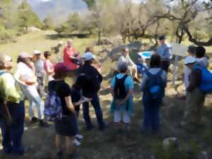 photo DÉCOUVERTE DES OISEAUX ET DE LA FLORE SUR LE SENTIER BOTANIQUE DE SOUBÈS