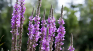 photo Sortie botanique