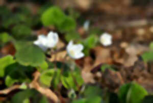 photo Sortie découverte 