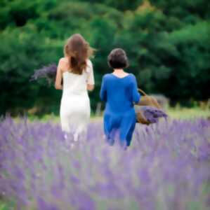 photo Balade dans le chmap de lavande à Puy Jaillant Family Farm