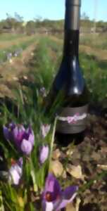 photo Patrimoine et savoir-faire : Montlouis-sur Loire et Du safran et des vignes