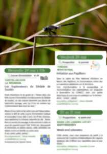 photo Initiation aux Papillons