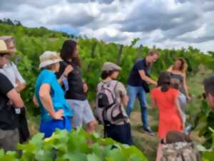 photo Balades dans les vignes & dégustation