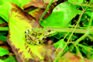 photo Les Rendez-vous Nature - Gribouille la grenouille