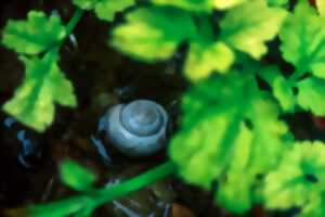 photo Sortie nature avec le CEN Nouvelle-Aquitaine