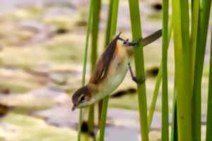 photo JOURNÉE REFUGES LPO