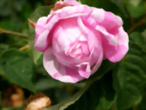 Balade botanique dessinée