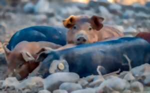 photo DE FERMES EN FERMES