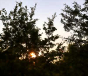 Sortie nature : La vie nocturne