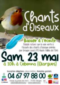 BALADE NATURE : CHANTS D’OISEAUX
