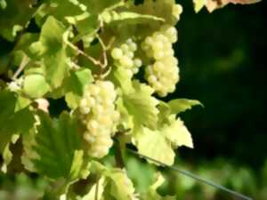 Soirée découverte de la nouvelle carte des vins