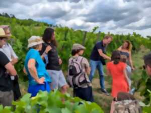 Balades dans les vignes & dégustation