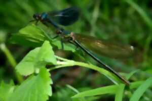 VERNISSAGE ET EXPOSITION SUR LES LIBELLULES