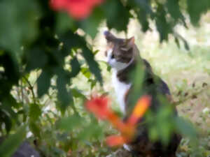 photo Rendez-vous aux jardins - Jardin de Pastille et Cachou