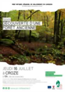 Découverte d'une forêt ancienne