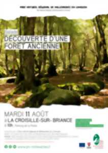 photo Découverte d'une forêt ancienne