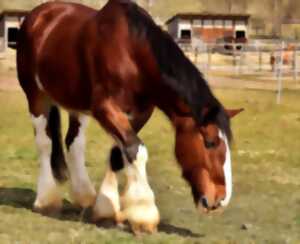 Concours departemental des chevaux de traits