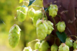 Fête de la bière
