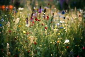 Été actif | Balade découverte des plantes sauvages, comestibles et médicinales