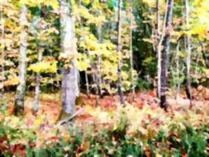 photo Milpas Sorgeais - Boucle forêt de Lanmary