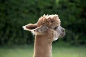 Printemps à la ferme - La Fermette du Pérougord