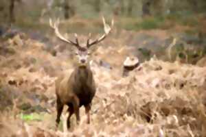 photo Les découvertes de Monta : Veillée sonore brame du cerf