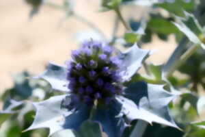 Balade nature : Plantes de sable et de vent, la flore sauvage de la dune du Pilat